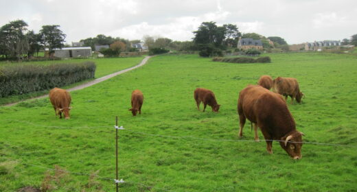 Bovins en pâture avec bâtiment agricole en arrière plan, à gauche