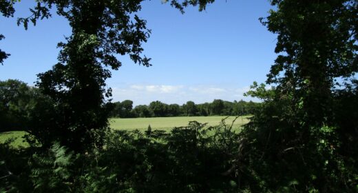 champ de maïs, haie et arbres, le riellec