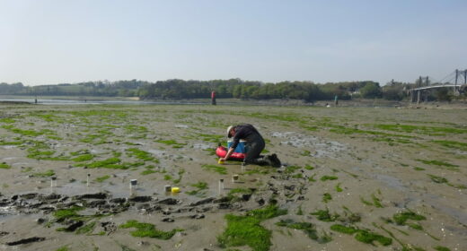 Carottes sédimentaires réalisées sur vasières à Ledano