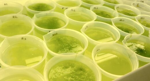 Mise en culture d'algues