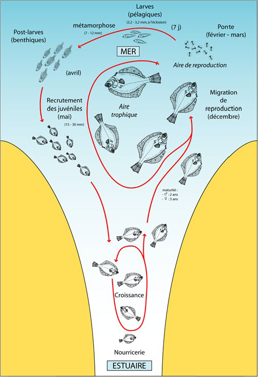 POPEST_Cycle_de_vie_du_flet