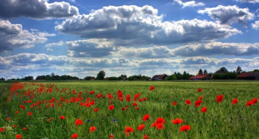 Champ Cereales Coquelicots