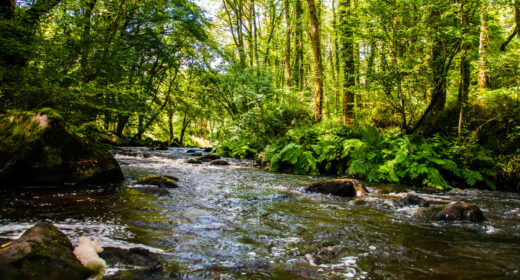 Cours d'eau naturel