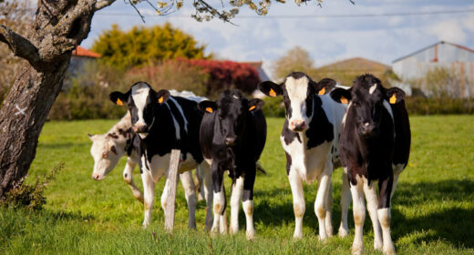 Troupeau de vaches dans les champs