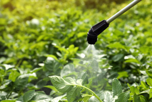 épandage de pesticides sur pommes de terre