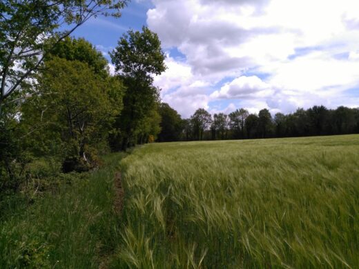 Parcelle Cereale Yvel